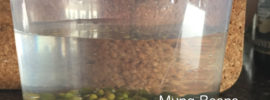 soak mung beans