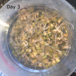 Sprouting Mung Beans Day 3